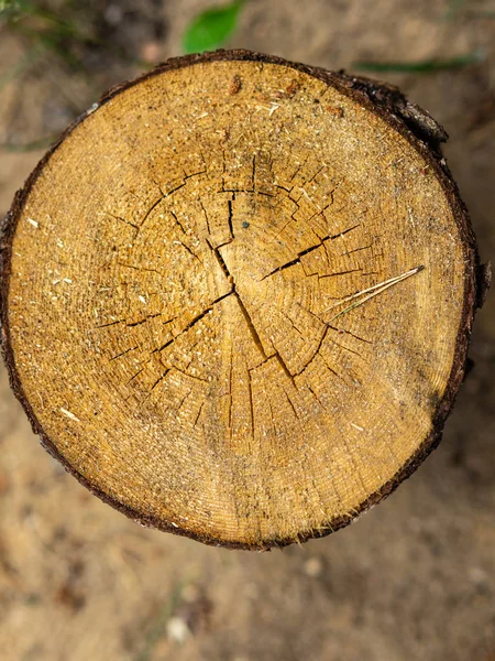 Texture of pine cut close-up — Stock Photo, Image