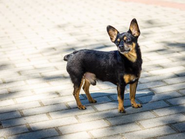 Oyuncak Terrier cins köpek