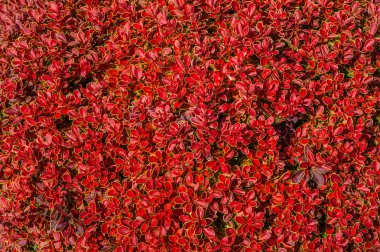 Doku kırmızı yaprak çalılar