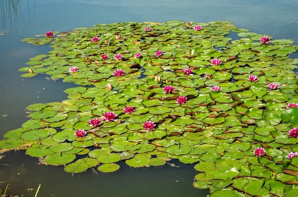 Gigli rosa nello stagno della città Foto Stock