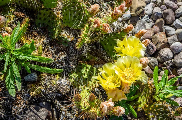 Žluté květy kaktusů, výhled shora. — Stock fotografie
