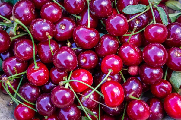 Куча ягод спелой красной вишни — стоковое фото