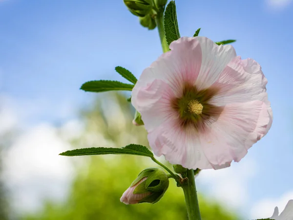 Rosa Mallow blomma närbild — Stockfoto