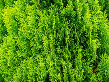 Thuja yaprakları desen