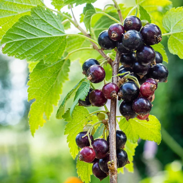 Bacche di ribes nero su un ramo — Foto Stock