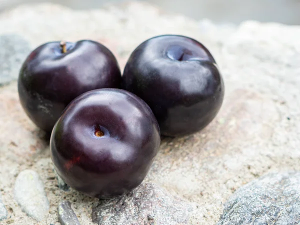 Tres frutos de ciruela púrpura oscuro — Foto de Stock