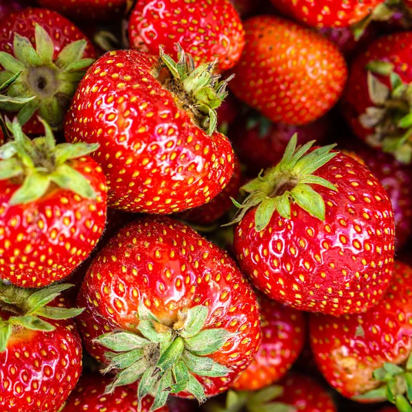 수확 된 잘 익은 달콤한 정원 딸기. — 스톡 사진