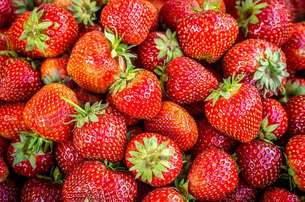 Harvested ripe, sweet garden strawberries — Stock Photo, Image