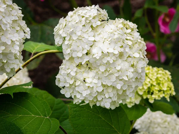 Fleur d'hortensia paniculée blanche — Photo