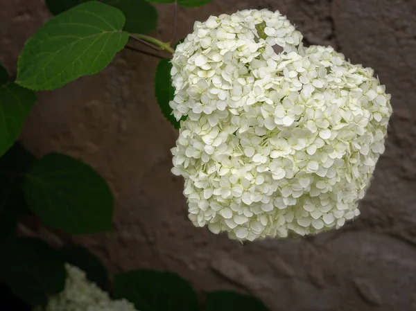 Paniculat alb floare de hortensie — Fotografie, imagine de stoc