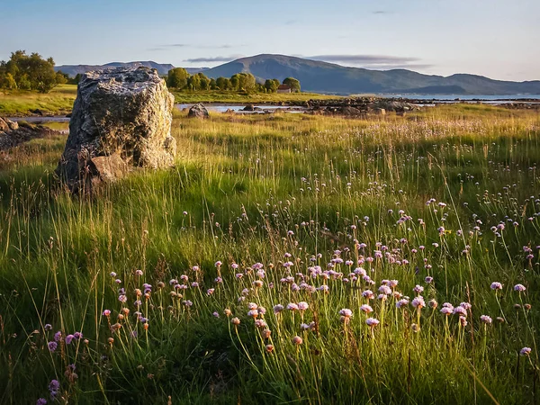 Norské fjordy. Meadow s květinami v popředí — Stock fotografie