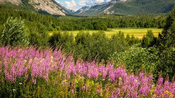 Hutan di pegunungan Norwegia. Bunga di latar depan. — Stok Foto