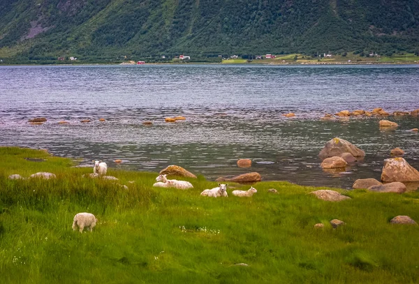 I fiordi di Norvegia. Costa rocciosa. Giorno soleggiato, in lontananza yo — Foto Stock