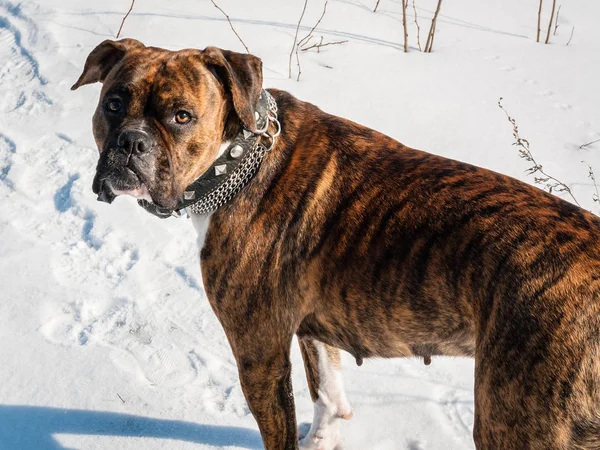 Боксер породы собак, гуляющий по снегу — стоковое фото