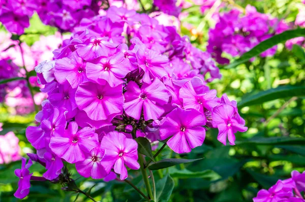Fleurs violettes de Phlox paniculé — Photo