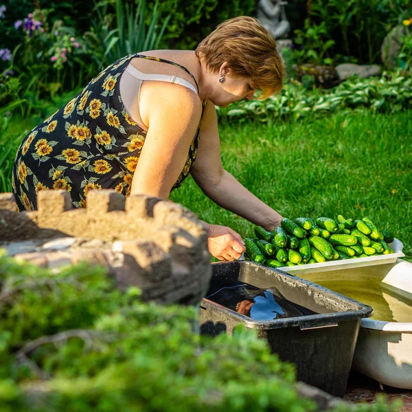 Olgun bir kadın salatalık hasat toplandı — Stok fotoğraf