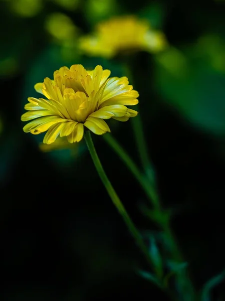 Gele bloem Goudsbloem close up. — Stockfoto