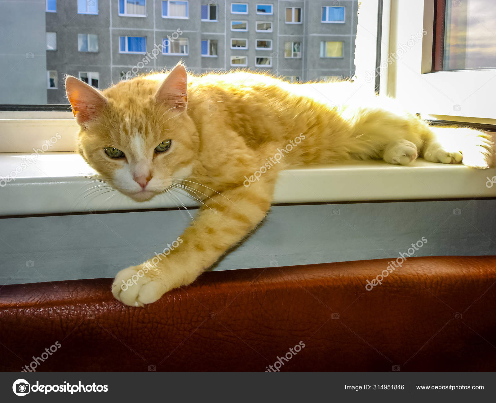 懒洋洋的姜猫躺在窗台上 图库照片 C Ramvseb 懒洋洋的姜猫躺在窗台上 图库照片 C Ramvseb