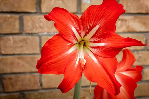 สีแดง Hippeastrum กับกําแพงอิฐ — ภาพถ่ายสต็อก