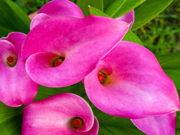 ดอกไม้สีชมพู Calla ลิลลี่ closeup . — ภาพถ่ายสต็อก