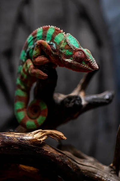 Chameleon Větvi Stromu — Stock fotografie