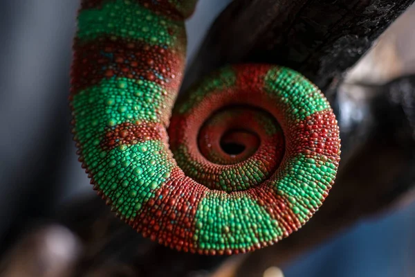 Caméléon Sur Une Branche Arbre Images De Stock Libres De Droits