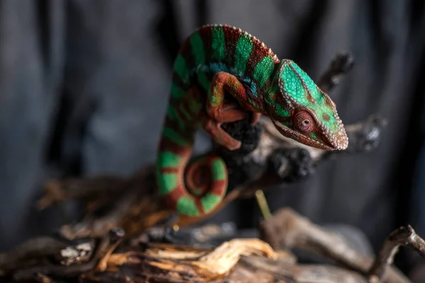 Caméléon Sur Une Branche Arbre Photo De Stock