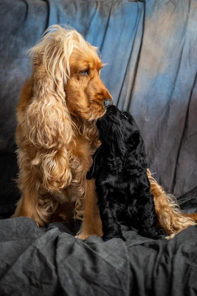 Cocker Spaniel Sobre Fondo Gris — Foto de Stock