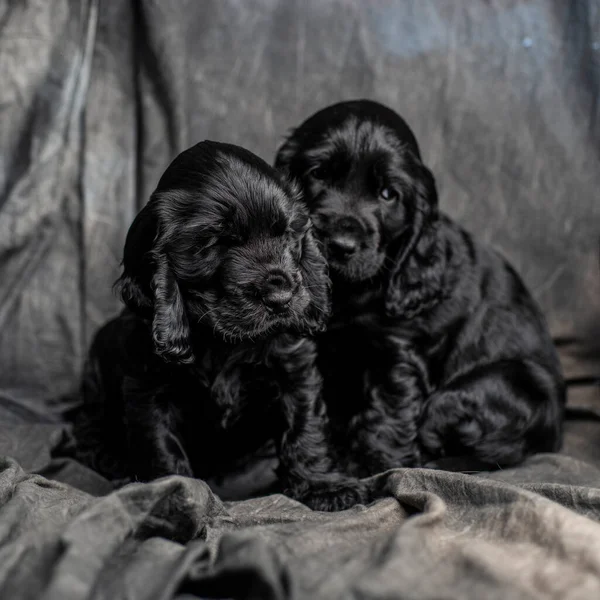 Cocker Spaniel Uno Sfondo Grigio — Foto Stock