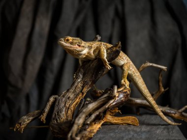 Stüdyoda bir dalda sakal ejderhası