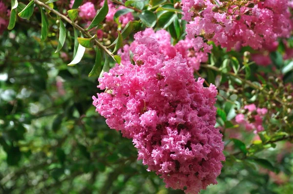 Gigli Indiain Giardino Albero Fiore — Foto Stock