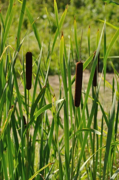 Caña Charentes Campo — Foto de Stock