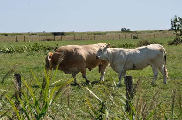 Коровы Лугах Шаранте — стоковое фото