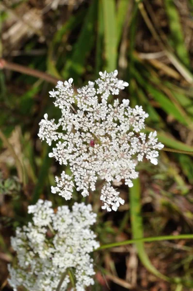 Una Flor Zanahoria Salvaje — Foto de Stock