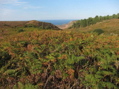 Brittany kenarı, Erquy