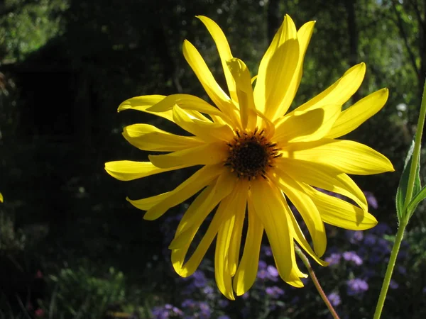 Fiore Carota Selvatico — Foto Stock