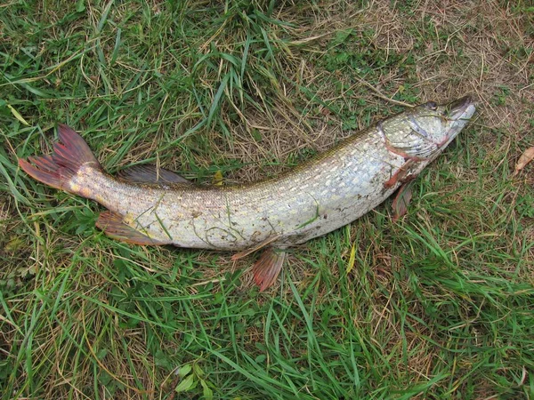 çimenlerin üzerinde dinlenme pike pike