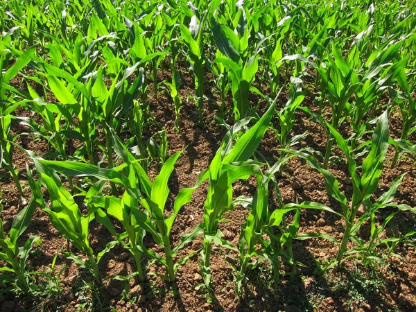 Corn Field Spring — Stock Photo, Image