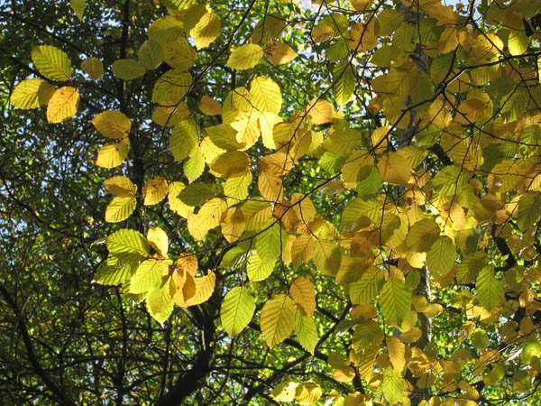 Strom Podzimních Barvách — Stock fotografie