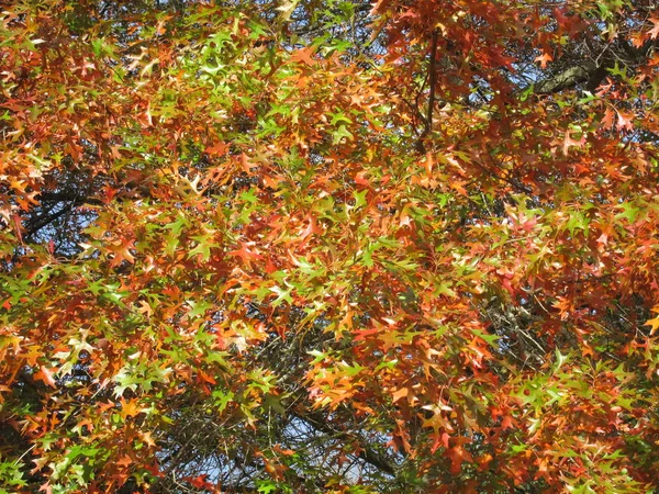 Boom Herfstkleuren — Stockfoto