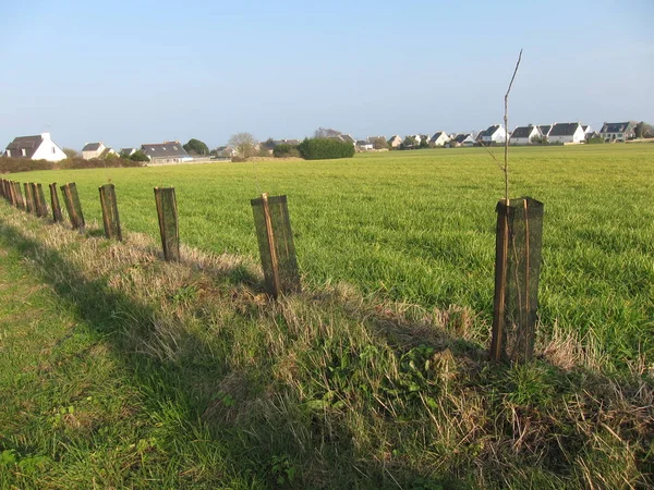 Nouvelle Plantation Arbres Avec Abris Protecteurs — Photo