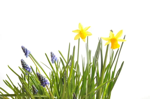 Hiacynt Daffodills Biały — Zdjęcie stockowe