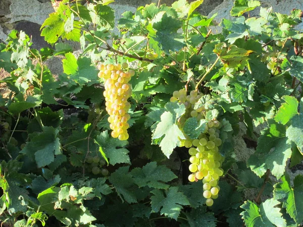 Wijnstok Een Tuin — Stockfoto