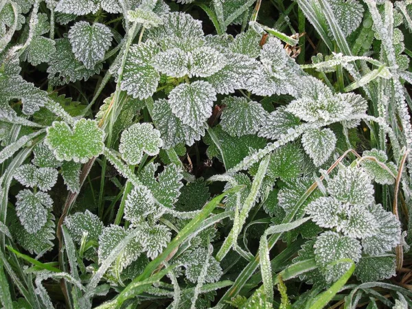 Frost'un üzerinde nane yaprakları