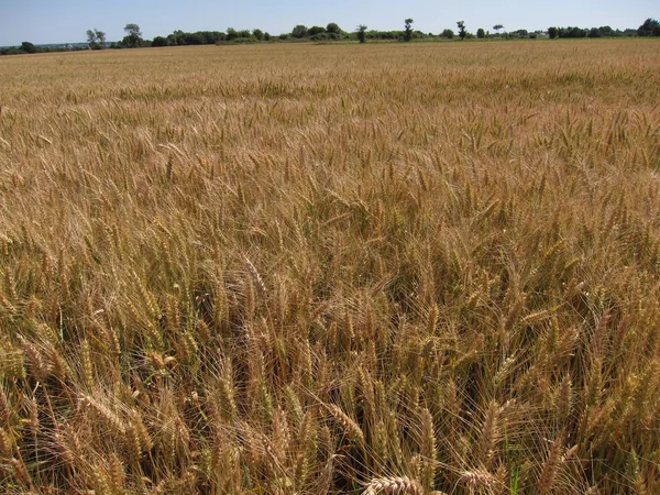 Field Wheat — Stock Photo, Image