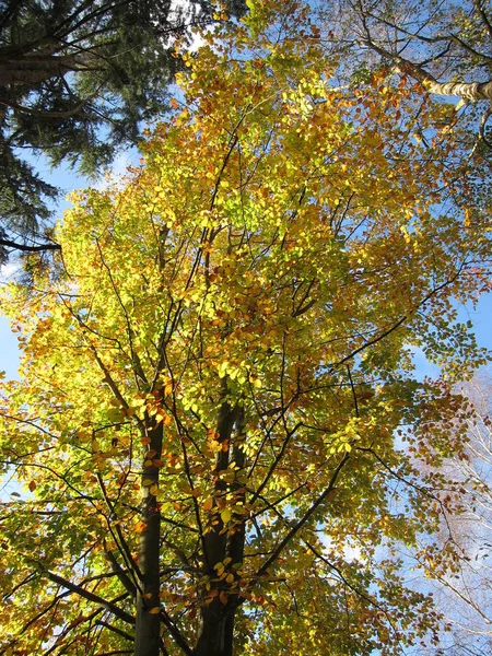 Boom Herfstkleuren — Stockfoto