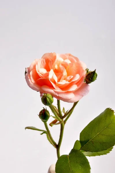 Roses Orange Sur Blanc — Photo