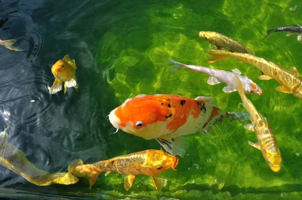 鯉が池にいる — ストック写真