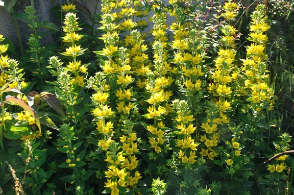 Yellow Loosestrife Garden — Stock Photo, Image