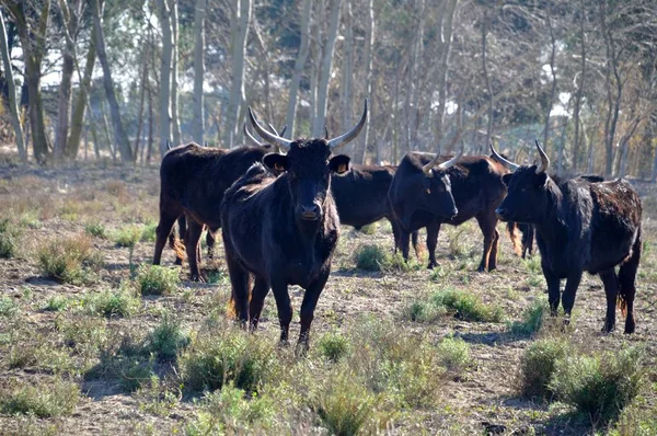 Taureaux Noirs Camargue — Photo